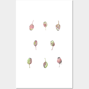 Gumnuts Watercolour Posters and Art